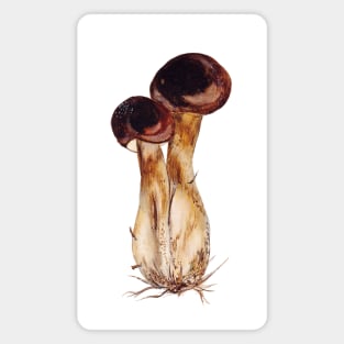 Boletus edulis Magnet